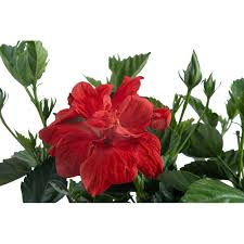 Image result for Hibiscus kirkii