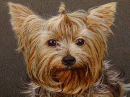 With these haircuts for curly thin hair, though, that won't be a problem. Yorkie Terrier With Short Hair Novocom Top