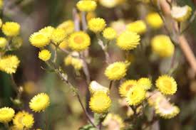 Image result for Helichrysum foetidum