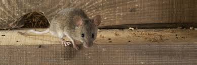 One way to tell if you are hearing mice is to tap your hand on the wall. Identifying Dead Animals In Your Walls And Home Critter Ridder Texas