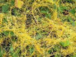 Image result for Cuscuta australis