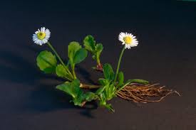 Image result for Bellis