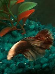 Fin Rot My Aquarium Club