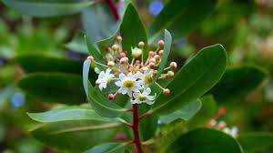 Winter S Bark Loveispvh Plantas Nativas Arboles Y Arbustos Plantas