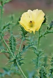 Image result for Argemone