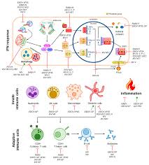 Image result for Ruspolia sp. no. 1 (Biegel 5407)