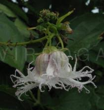 Image result for Telfairia occidentalis