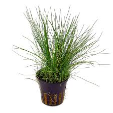 Image result for Eleocharis caduca