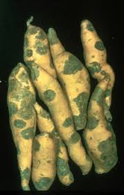 Image result for Eragrostis botryodes