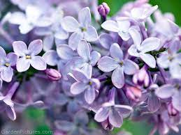 Lilacs Lilac Flowers Flowers Purple Flowers