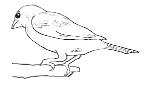 Heimische Vogel Archive Naturstrolche