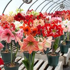 The Amaryllis Trials Are On White Flower Farm S Blog Amaryllis Plant Amaryllis Bulbs White Flower Farm