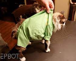 Quick Easy Diy Cat Onesie For Over Grooming Kitties Cat Onesie Cat Diy Cat Box