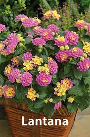 Drought tolerant flowering plants for containers. The 10 Best Drought Tolerant Plants That Grow In Lack Of Water Container Flowers Container Gardening Flowers Plants