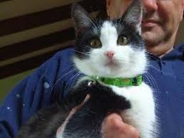 Cmckaygallery 3 Pet Animal Care Cats Breed S Domestic Female Cats One Black And One Tabby Short Pet Sitters House Sitter