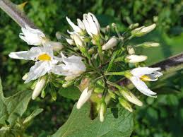 Image result for Solanum