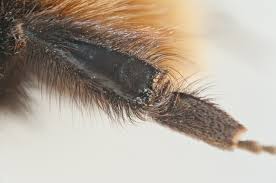 Image result for Bombus polaris