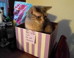 When a cat grows to know a certain space, she can get very attached to said space. 10 Hysterical Cats Who Have No Concept Of What A Bed Is