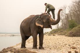 Don't Ride Elephants, Unless… — The ...