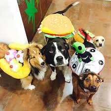 I am fully aware that i am a crazy dog lady, but i feel society has accepted me very well and i now get to share my awesome costume for my awesome kid with you all today! 50 Adorable Halloween Dog Costumes Vittles Vault