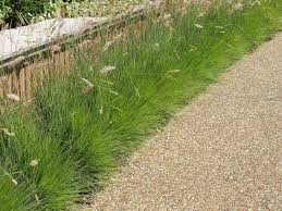 Maybe you would like to learn more about one of these? Best Ornamental Grasses