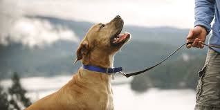 We want to ensure that your pet is. Welcome To Berkeley Dog Cat Hospital Gp Emergency Veterinarians