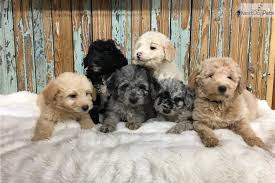 Mam is a fantastic family pet with an amazing temperament and. Bordoodle Breeders Novocom Top