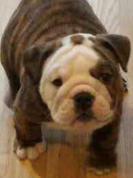 Puppies for sale near pittsburgh pa. Pin On Puppies For Sale