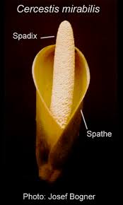 Image result for Cercestis