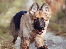 Puppies cannot tolerate too many nutrients. How Much Exercise Does A German Shepherd Need Pitpat