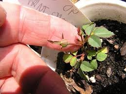 A strong and healthy cutting will always have more chances of sprouting as compared to. How To Grow Roses From Seed The Garden Of Eaden Rose Seeds Growing Roses From Seeds Growing Roses