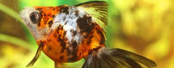 Not only can the betta fish survive many days without food, it is also good for it if you do not feed it in the wild fish do not get food each day and for a slow fish like a betta overeating and associated. How To Deal With An Overweight Fish Hartz