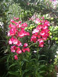 Image result for Penstemon hartwegii