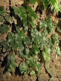 Image result for Didymoglossum