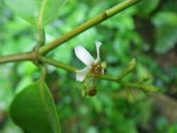 Image result for Landolphia