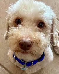 Dogwood Animal Rescue Project