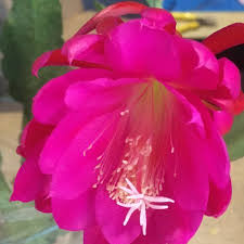 1.12 queen of the night cactus. Flowering Plants Purple Queen Of The Night ç´«è‰²æ˜™èŠ± Epiphyllum Cactus Gardening On Carousell