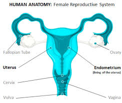 It uses sound waves to build up a picture of the tissues in your womb. Endometrial Cancer Uterine Nzgcf