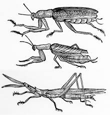 A small boy and others pdf download. History Of Ecological Sciences Part 56 Ethology Until 1973 Egerton 2016 The Bulletin Of The Ecological Society Of America Wiley Online Library