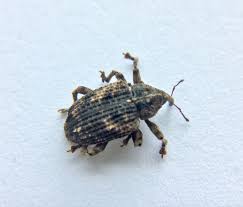 Mango seed weevil (353)
