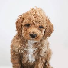 Check spelling or type a new query. Cockapoo Puppies For Sale