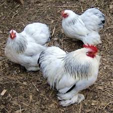 Pin Di Ayam Hias