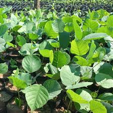 Image result for Millettia stuhlmannii