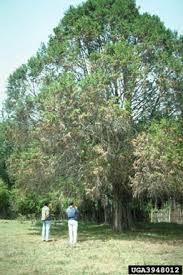 Image result for Juniperus procera