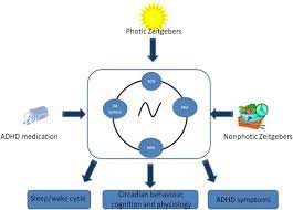 Circadian Rhythms And Attention Deficit Hyperactivity Disorder The What The When And The Why Sciencedirect