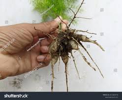 Image result for Asparagus racemosus
