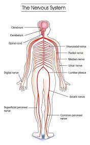 In this article, we will outline the stages involved in the development of the central nervous. Labeled Picture Of The Nervous System Koibana Info Nervous System Diagram Nervous System Anatomy Nervous System Structure