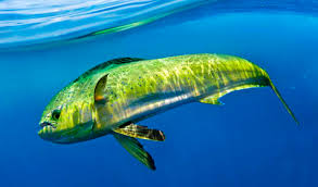 Image result for Cryptolepis hypoglauca