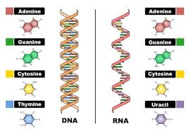Most plant cells only have one large vacuole. Types Of Rna And How To Extract Or Purchase It Biochain Institute Inc