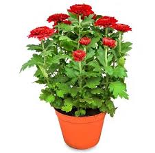 Tanaman hias ini juga disebut sebagai dinner plate dahlia. Tanaman Hias Daun Beserta Nama Latinnya Berbagi Tanam